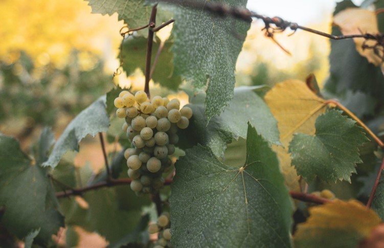 Vigne avec grappe de raisin